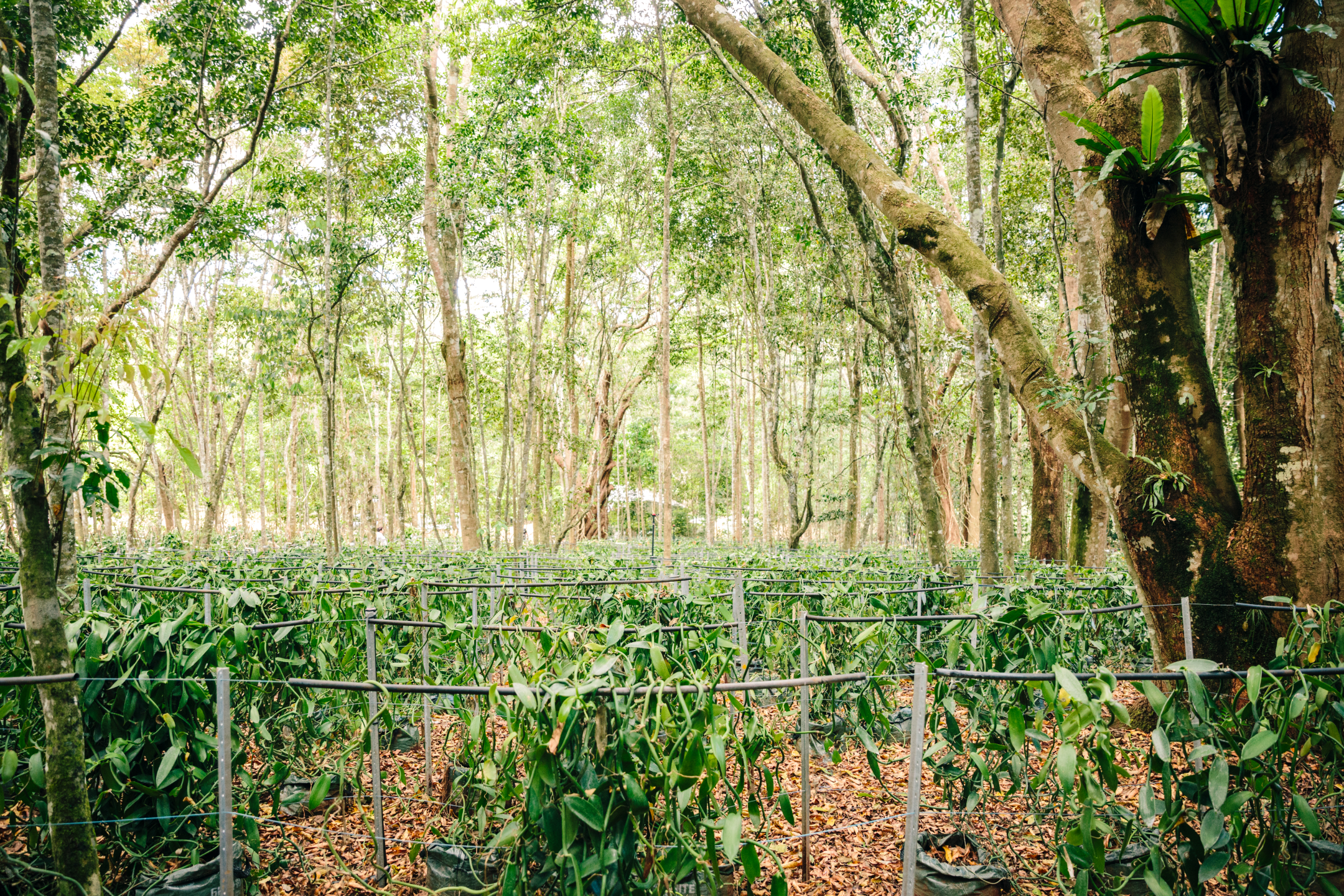 Wild Vanilla Orchard in Atherton Tablelands Australia
