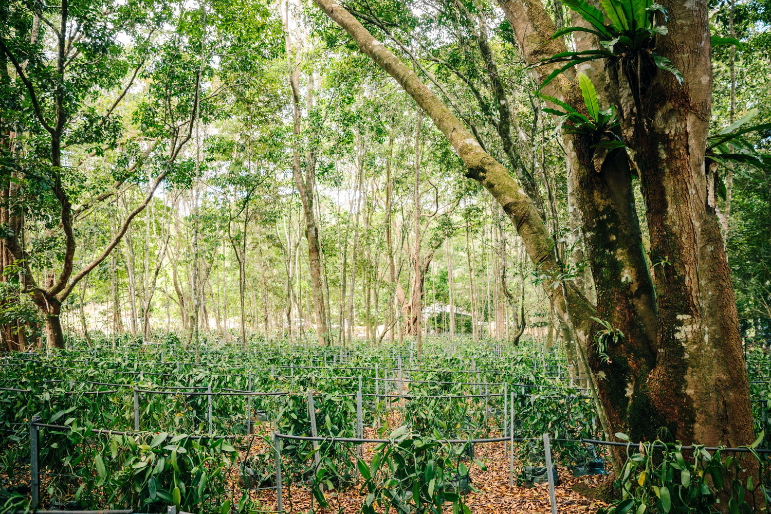 Australian Vanilla Orchard Wild Vanilla Rainforest Grown