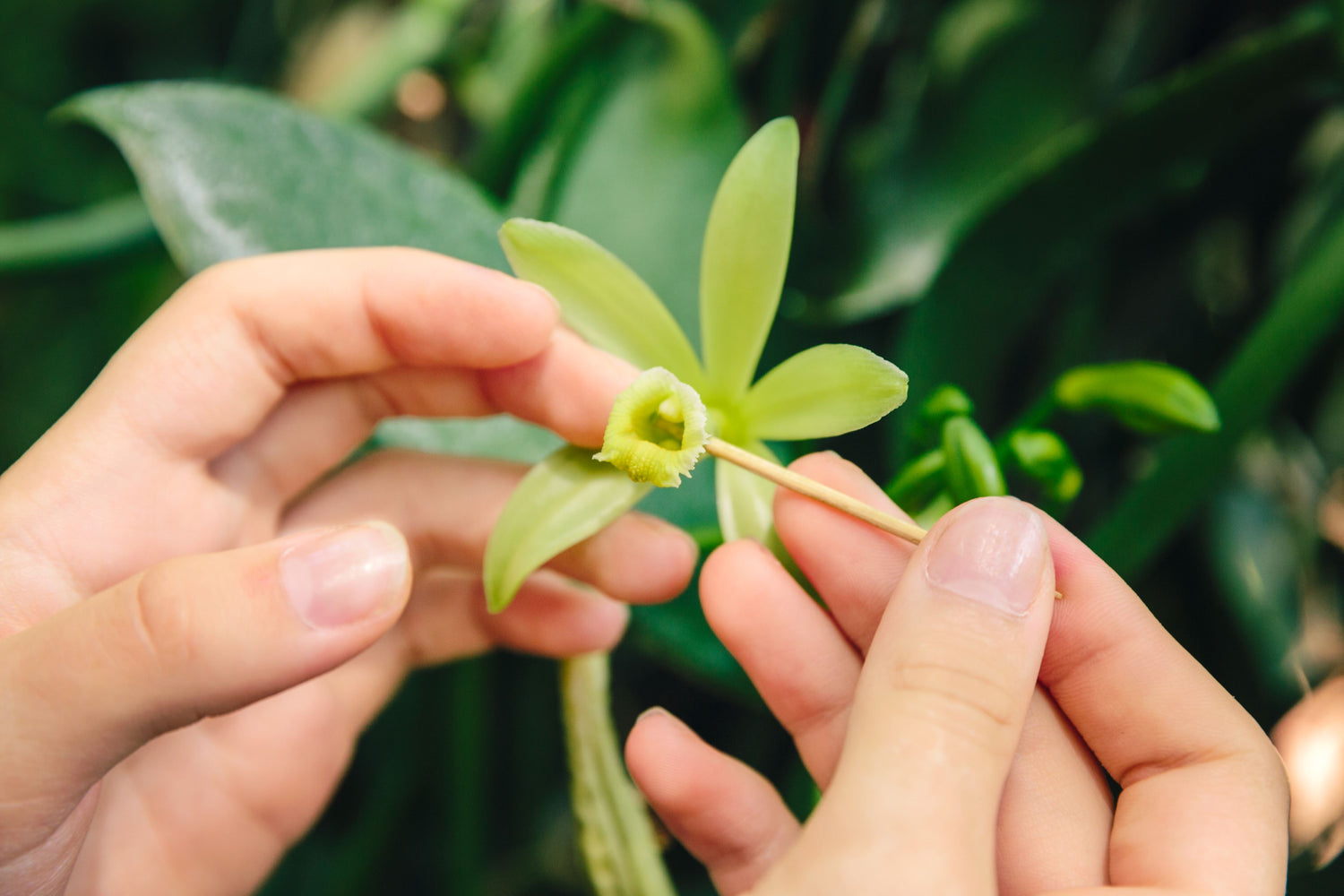 Hand Pollinating our Australian Rainforest Grown Vanilla Planifolia Flowers for Wild Vanilla